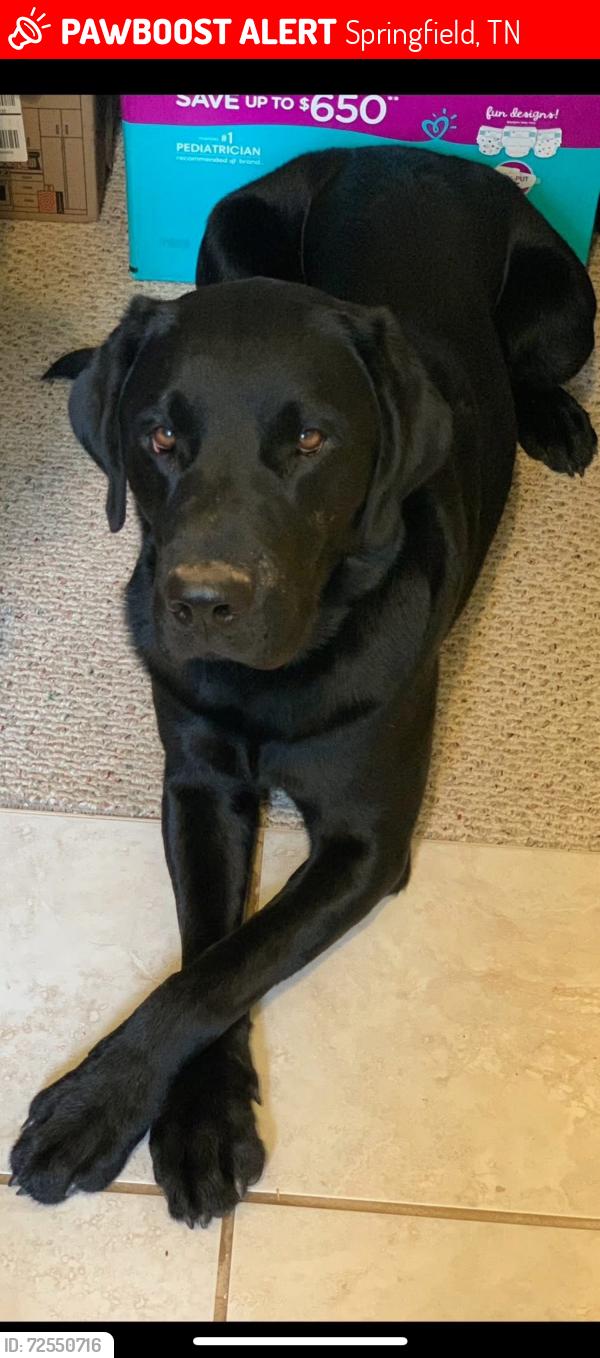Lost Male Dog last seen Youngville/Fred Perry Road area, Robertson County, TN 37172