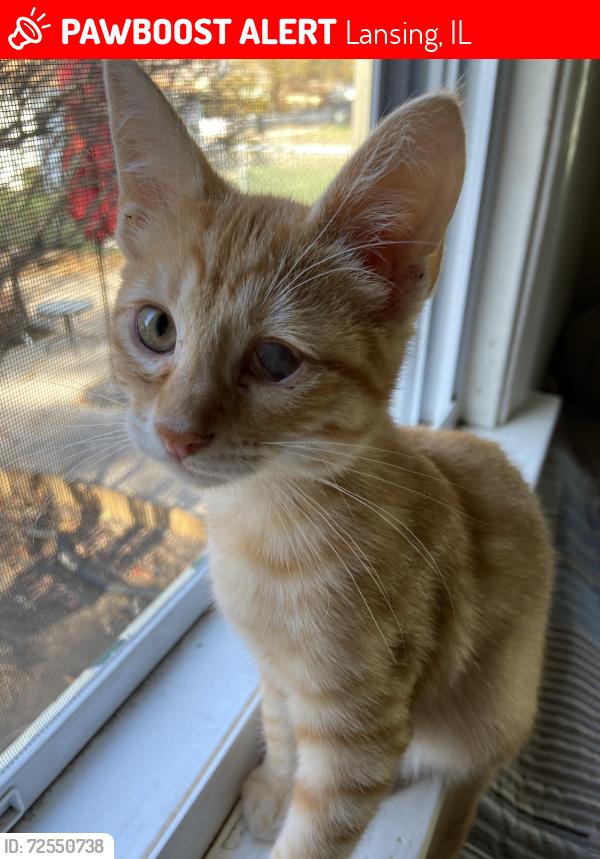 Lost Male Cat last seen Ridge & Chicago Avenues, Lansing, IL 60438
