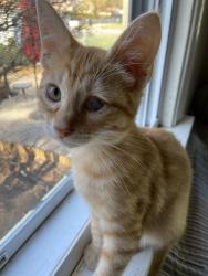 Lost Male Cat last seen Ridge & Chicago Avenues, Lansing, IL 60438