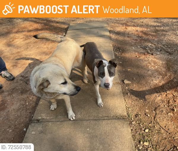 Found/Stray Female Dog last seen near , Woodland, AL 36280