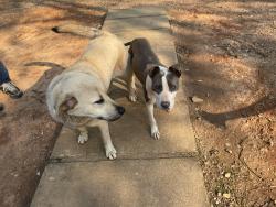 Found/Stray Female Dog last seen near , Woodland, AL 36280