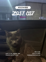 Lost Female Cat last seen 54th and cinarron, Los Angeles, CA 90062