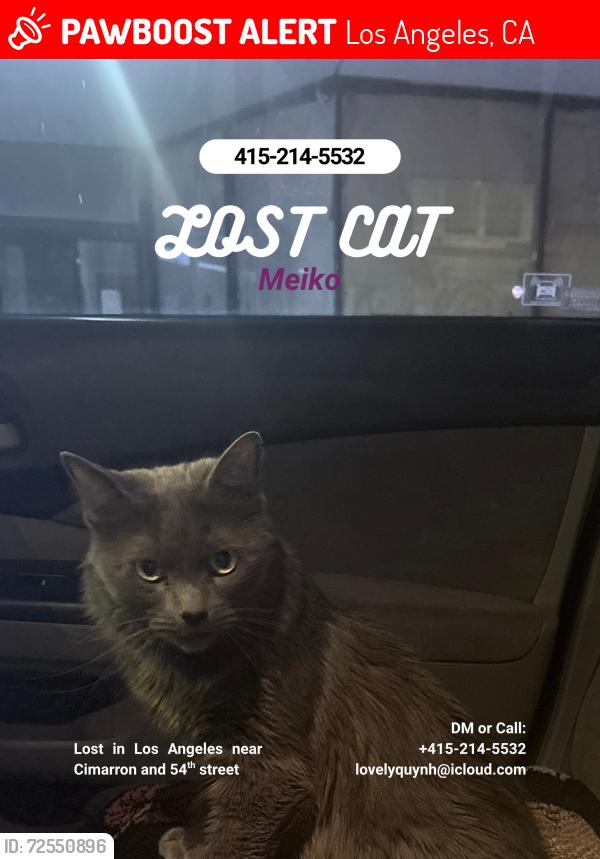Lost Female Cat last seen 54th and cinarron, Los Angeles, CA 90062