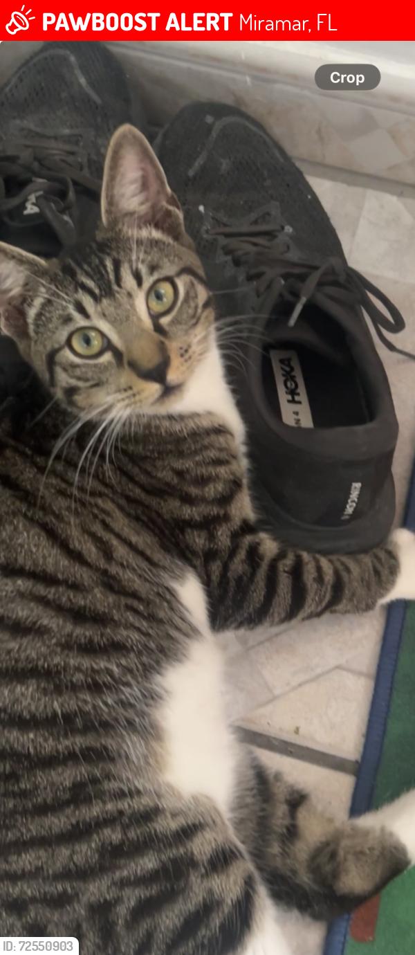 Lost Male Cat last seen Alhambra and Miramar parkway , Miramar, FL 33023