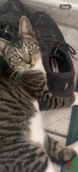 Lost Male Cat last seen Alhambra and Miramar parkway , Miramar, FL 33023