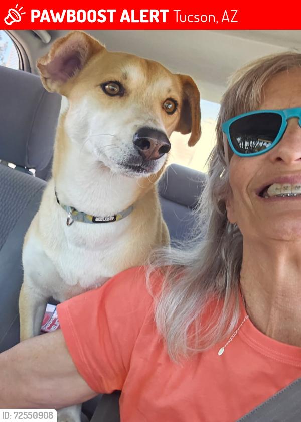 Lost Male Dog last seen St. Mary's hosp, Tucson, AZ 85745
