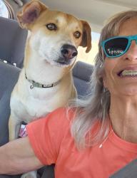 Lost Male Dog last seen St. Mary's hosp, Tucson, AZ 85745