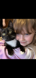 Lost Female Cat last seen She was headed down south 5th avenue in mayodan towards graveyard, Mayodan, NC 27027