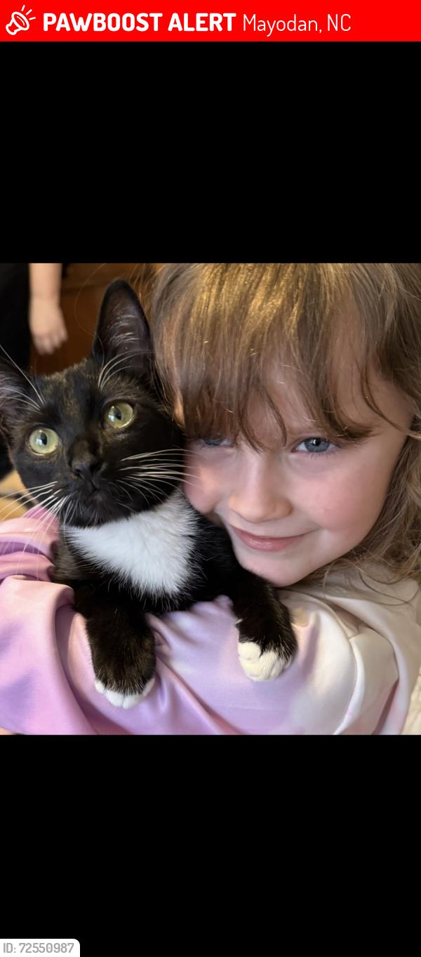 Lost Female Cat last seen She was headed down south 5th avenue in mayodan towards graveyard, Mayodan, NC 27027