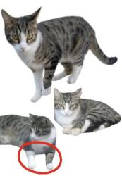 Lost Male Cat last seen San Rafael Dr and Patton Way, Buena Park, CA 90620