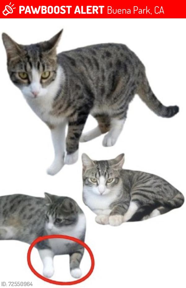 Lost Male Cat last seen San Rafael Dr and Patton Way, Buena Park, CA 90620