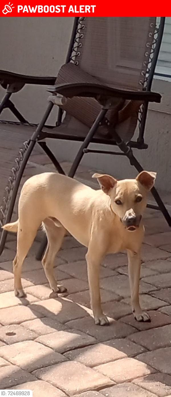 Lost Male Dog last seen Ryewood Road, Homosassa Springs, FL, Sugarmill Woods, FL 34446