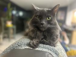 Lost Male Cat last seen Frame Street across from TWU softball field, Denton, TX 76209