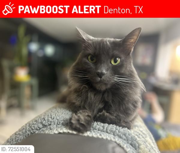 Lost Male Cat last seen Frame Street across from TWU softball field, Denton, TX 76209