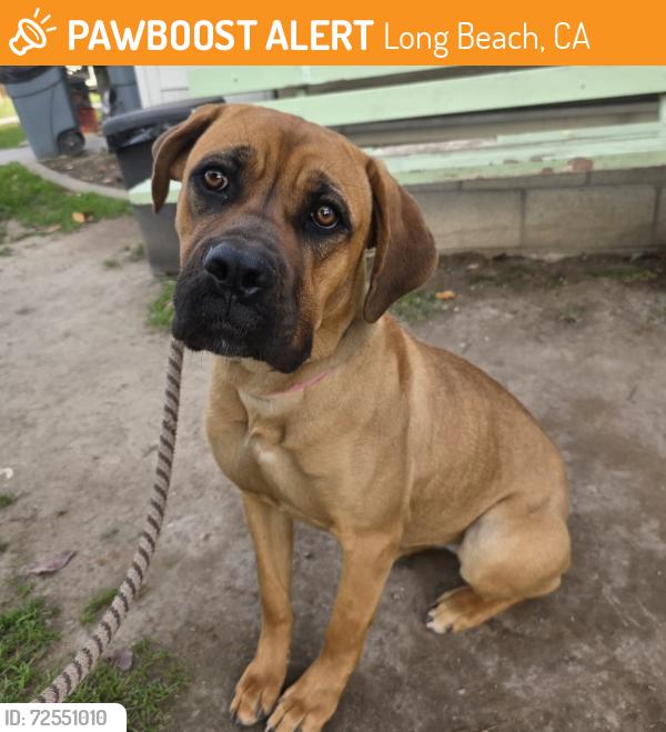 Found/Stray Female Dog last seen Los Cerritos Park 3750 Del Mar Ave, Long Beach, CA 90807, Long Beach, CA 90807