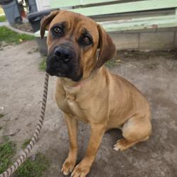 Found/Stray Female Dog last seen Los Cerritos Park 3750 Del Mar Ave, Long Beach, CA 90807, Long Beach, CA 90807