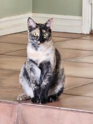 Lost Female Cat last seen Emerald and Aquamarine , Rio Rancho, NM 87124