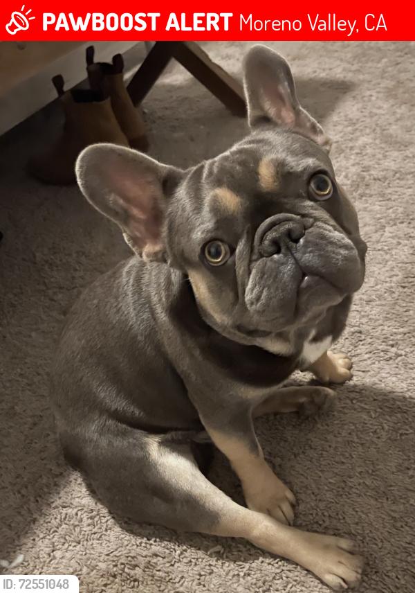 Lost Male Dog last seen Baywood and community park, Moreno Valley, CA 92553