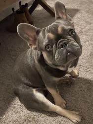 Lost Male Dog last seen Baywood and community park, Moreno Valley, CA 92553