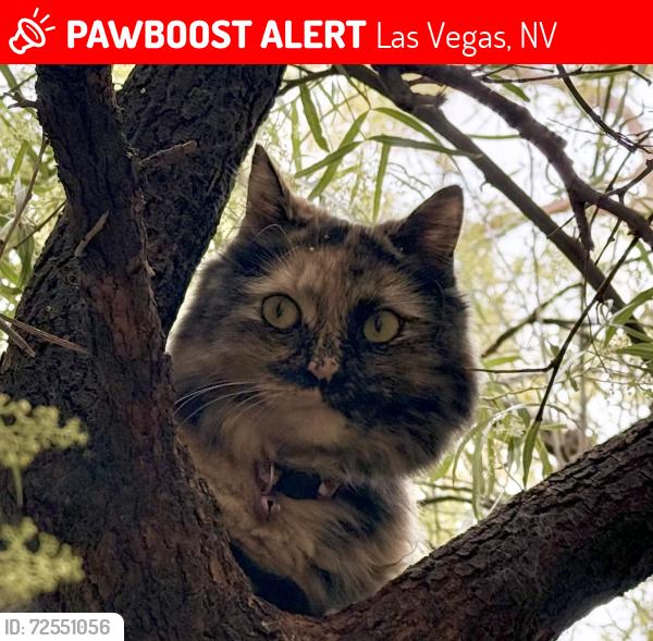 Lost Female Cat last seen Deer Springs Way & Tee Pee Ln, Las Vegas, NV 89149