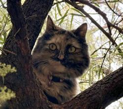 Lost Female Cat last seen Deer Springs Way & Tee Pee Ln, Las Vegas, NV 89149