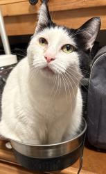 Lost Male Cat last seen Ironwood dr and lost dutchman, Apache Junction, AZ 85120
