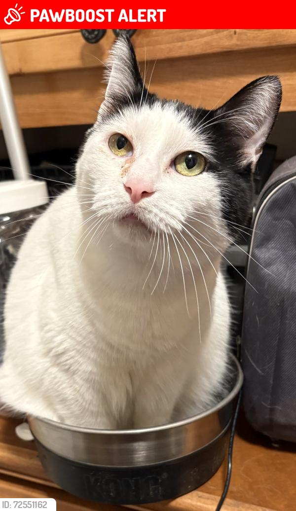 Lost Male Cat last seen Ironwood dr and lost dutchman, Apache Junction, AZ 85120