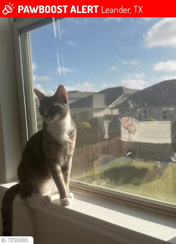 Lost Male Cat last seen Near near Costco , Leander, TX 78641