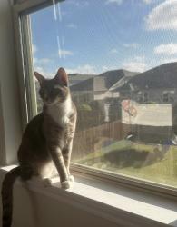 Lost Male Cat last seen Near near Costco , Leander, TX 78641