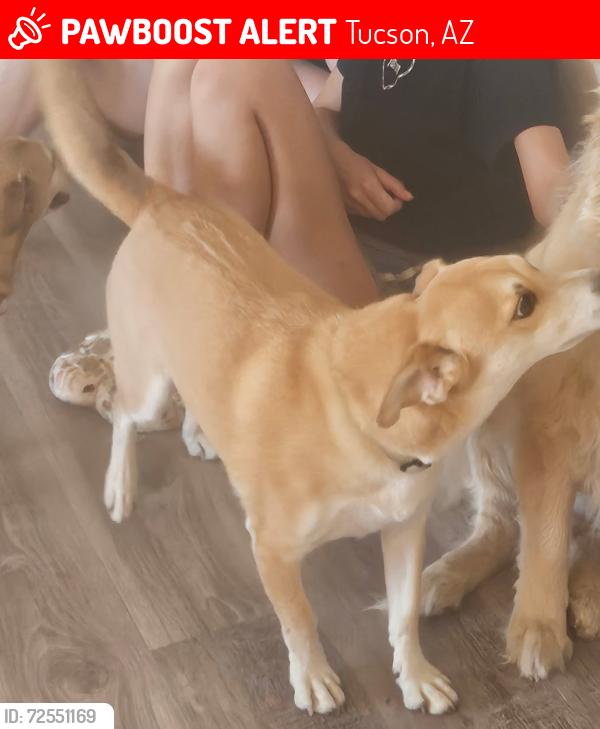 Lost Male Dog last seen Silverbell & Fresno, Tucson, AZ 85745