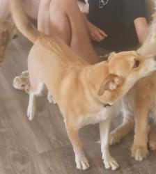 Lost Male Dog last seen Silverbell & Fresno, Tucson, AZ 85745