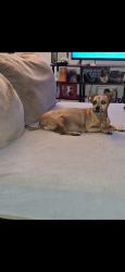 Lost Male Dog last seen Near King High School, Corpus Christi, TX 78411