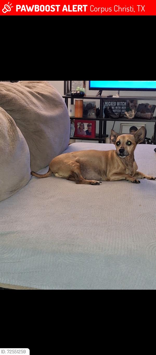 Lost Male Dog last seen Near King High School, Corpus Christi, TX 78411