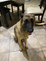 Found/Stray Female Dog last seen Greenspot road and church street, Highland, CA 92346