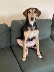 Lost Female Dog last seen South 74th and Park, Tacoma, WA 98408