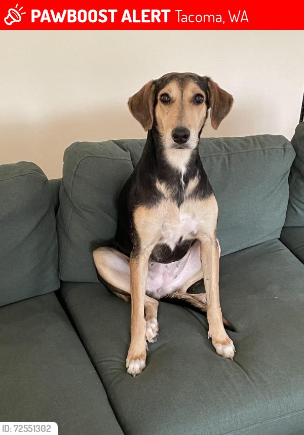 Lost Female Dog last seen South 74th and Park, Tacoma, WA 98408