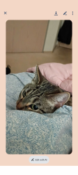 Lost Female Cat last seen St Thomas Moore Way , Spokane, WA 99208