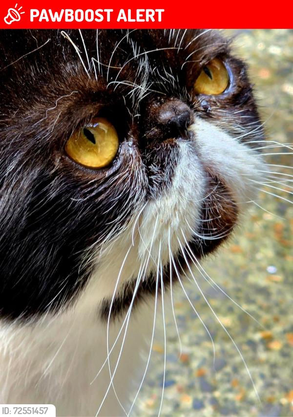Lost Male Cat last seen Roding Road E5 , Greater London, England E5