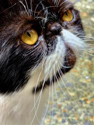 Lost Male Cat last seen Roding Road E5 , Greater London, England E5