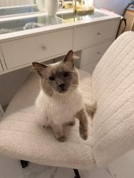 Lost Male Cat last seen Glenwood Ave & New York , Fort Myers, FL 33905