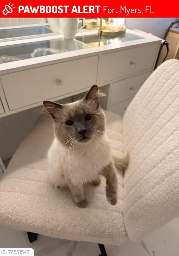 Lost Male Cat last seen Glenwood Ave & New York , Fort Myers, FL 33905