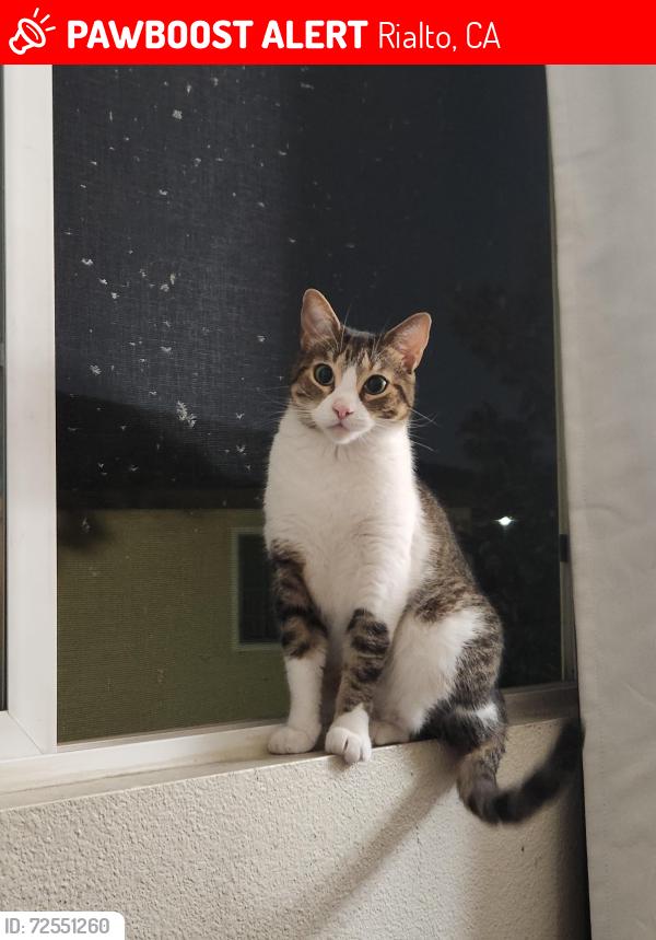 Lost Female Cat last seen Baseline, Willow, Lilac, Rialto, CA 92376