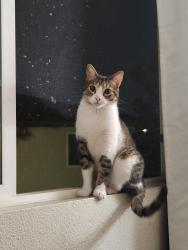Lost Female Cat last seen Baseline, Willow, Lilac, Rialto, CA 92376