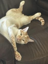 Lost Male Cat last seen Fonda, La Habra, CA 90631