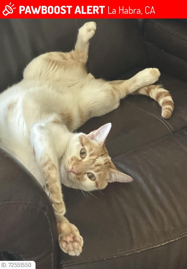 Lost Male Cat last seen Fonda, La Habra, CA 90631