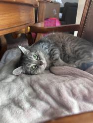 Lost Female Cat last seen 43rd ave and bell , Phoenix, AZ 85053