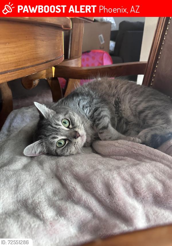 Lost Female Cat last seen 43rd ave and bell , Phoenix, AZ 85053