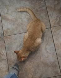 Lost Male Cat last seen Diana, Terrytown, LA 70056