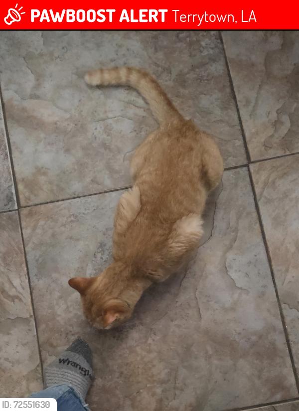 Lost Male Cat last seen Diana, Terrytown, LA 70056