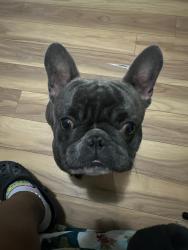 Lost Male Dog last seen Glenwood ave clearwater florida , Clearwater, FL 33765